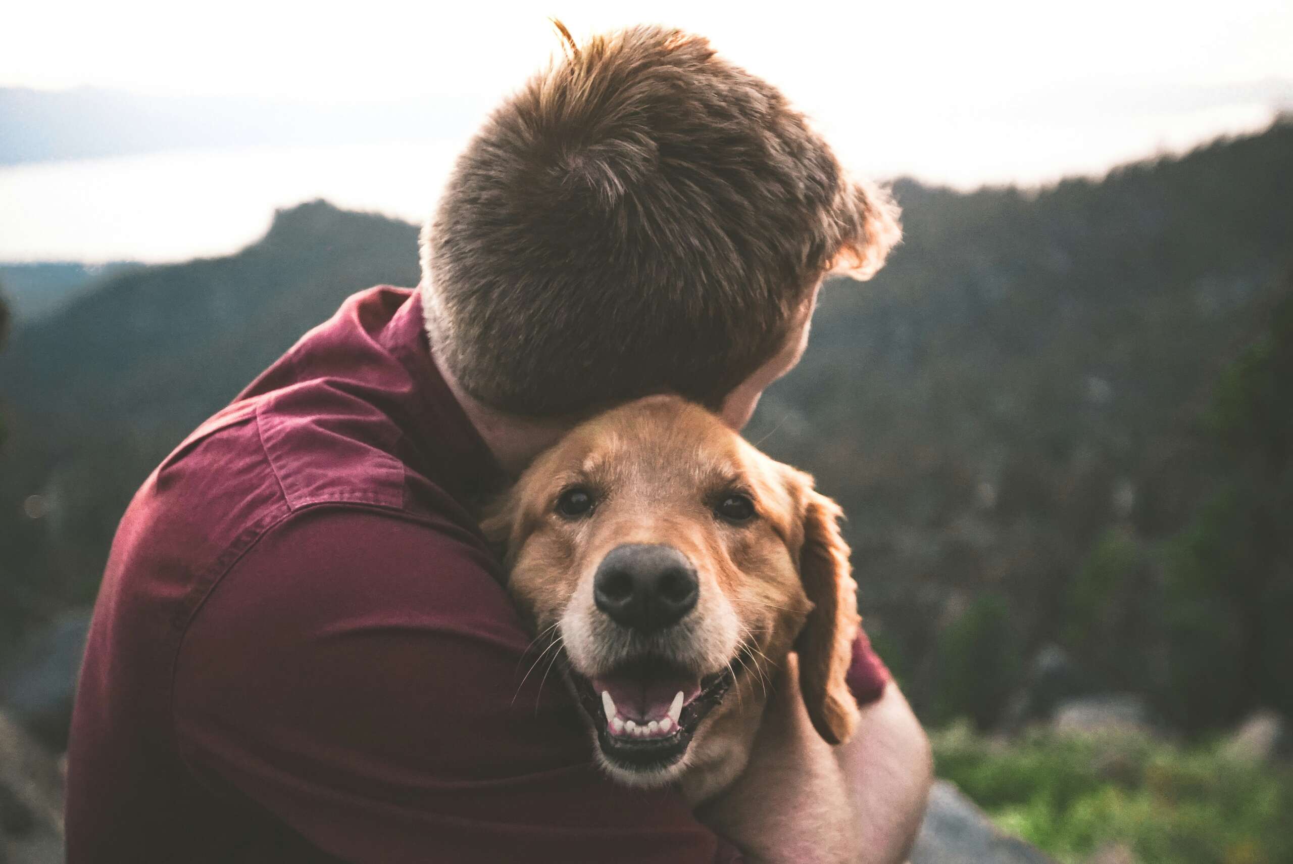Traveling with Pets: A Comprehensive Guide to Traveling with your Furry Companion II